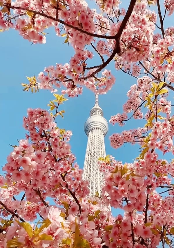 桜 東京